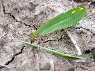 Early black cutworm cutting