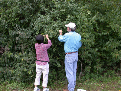 Buckthorn being inspected for soybean aphid