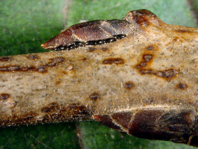 Soybean aphid eggs next to buckthorn bud