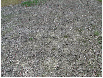 Figure 6. Fall application of glyphosate + 2,4-D + Canopy EX. Taken May 6, 2006