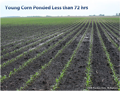 Young corn ponded less than 72 hours