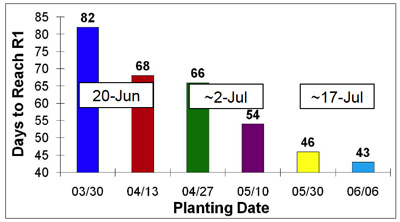 Figure 4. Number of days from planting to reach R1 (First Bloom) in West Lafayette