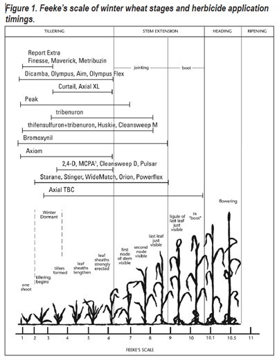 Figure 1. Feeke's scale of winter wheat stages and herbicide application timings