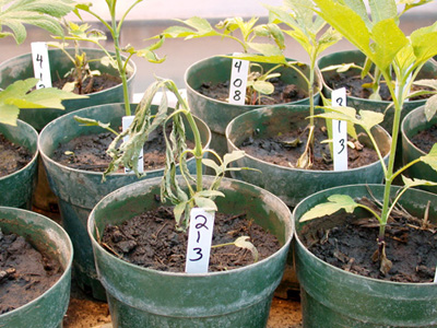 european corn borer damage to giant ragweed, lab study