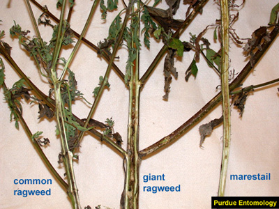 different weed species and insect tunneling