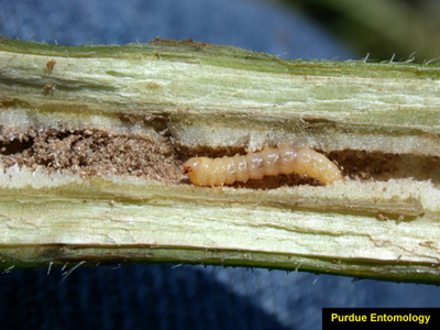 close-up of clover stem borer larva and giant ragweed tunneling