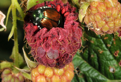 Japanese beetle peering over corn leaf