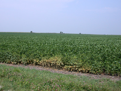 The beginnings of a spider mite infestation at a fields's edge