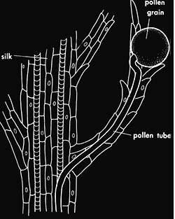 Schematic of pollen tube growth inside silk