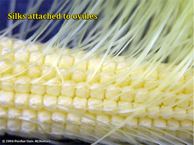 Silks attached to ovules on an ear of corn