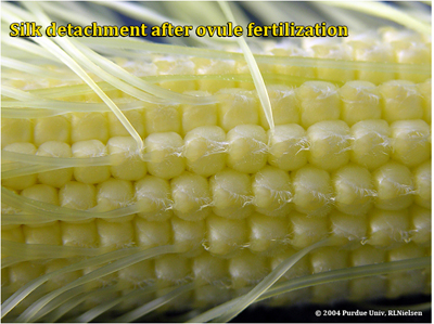 Silk detachment from fertilized ovules