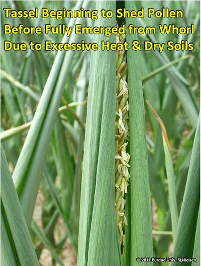 Figure 1. Failure of tassel to emerge from the upper leaves due to severe drought stress