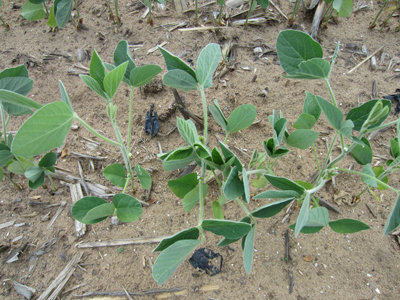 Figure 5. Young soybeans flipping leaves and beginning to clamp