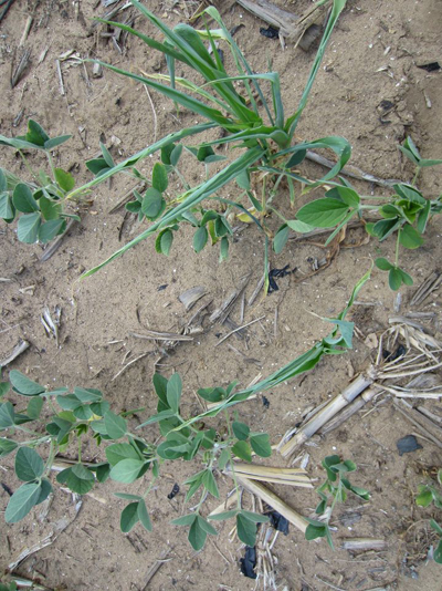 Figure 6. Limited leaf expansion, flipped leaves, and clamped leaves of severely drought stress soybeans. Notice the drought-severity of the volunteer corn.