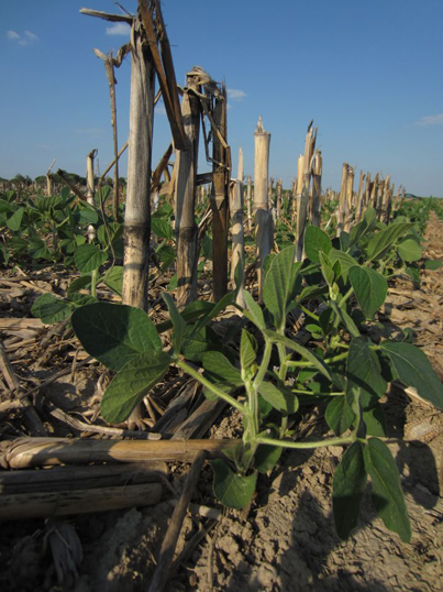 Figure 7. Early flowering of soybean due to drought stress. These soybeans are at V3 (3 expanding trifoliates). The first flower is at the first trifoliate, which is only a few inches above the soil. If the flower is retained and the pod develops and fills out, this will also be the height of the first pods at harvest. Notice the corn stalks compared to the soybeans height.