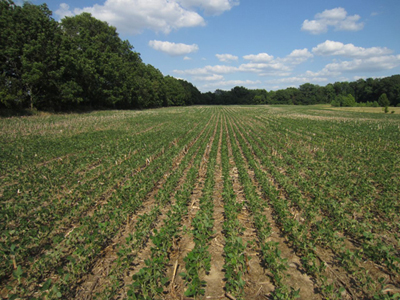 Figure 1. The difficulty of determining drought stressed soybeans from the windshield. This looks like a 