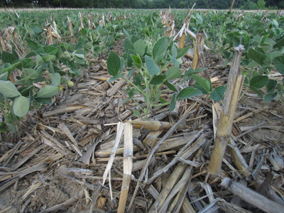 Figure 2. Soybean with limited vegetative growth due to drought stress. This is a close-up of the same field in Figure 1. The leaves are smaller then normal resulting in limited row closure. Vertical drowth was limited and soybeans were shorter than the corn stalks that were 8 to 10 inches.