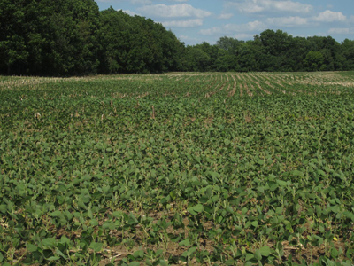 Figure 3. Field of soybeans flipping their leaves to the underside that is a silver-green.