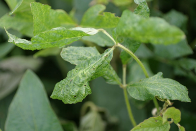 Soybeans infected with soybean mosaic virus exhibit crinkled leaves and a yellow mosaic pattern on leaves