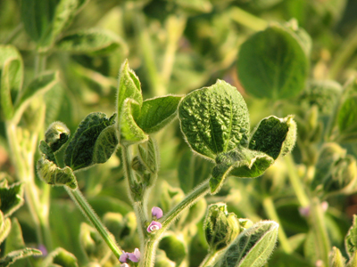 Soybean plants with cupped and strapped leaves due to potential drift, volatilization, or tank contamination of a plant growth regulator herbicide