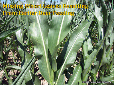 Missing whorl leaves resulting from earlier deer feeding