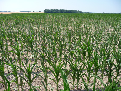 The low yield fate of some Indiana corn was already sealed well before flowering, as in this field on June 21, 2012 near Columbia City, IN