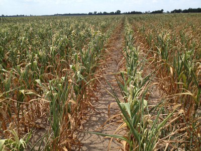 Figure 3. Severely drought-stressed corn on July 18, 2012 near Reynold, IN.