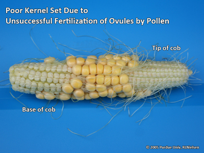 Poor kernel set due to unsuccessful fertilization of ovules by pollen