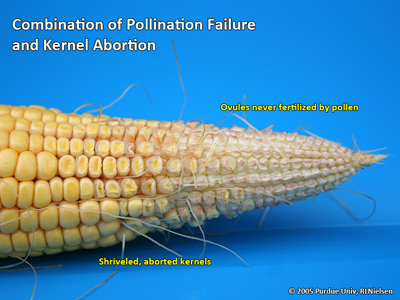 Combination of pollination failure and kernel abortion