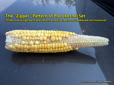 The zipper pattern of poor kernel set