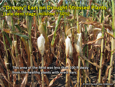 Droopy ears on drought-stressed plants