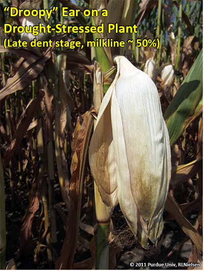 Droopy ear on a drought-stressed plant