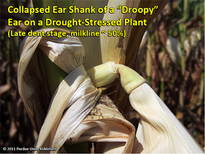 Collapsed ear shank of a droopy ear on a drought-stressed plant