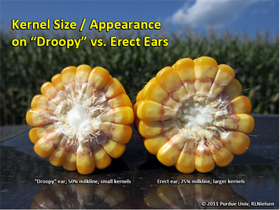 Kernel size/appeearance on droopy vs erect ears