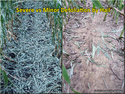 Severe vs minor defolation by hail