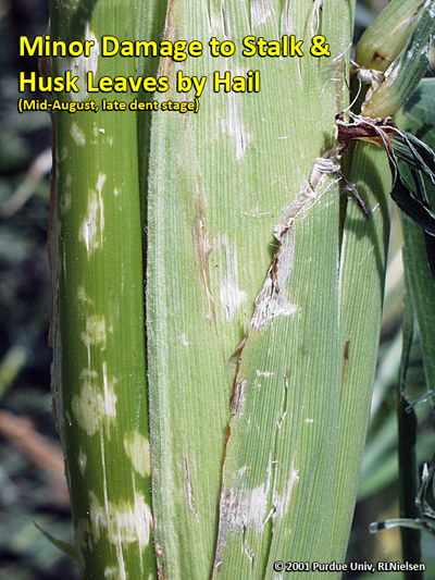 Minor damage to stalk & husk leaves by hail