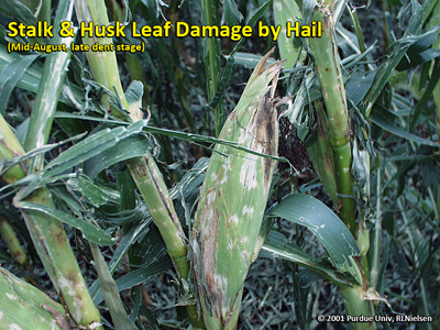 Stalk & husk leaf damage by hail