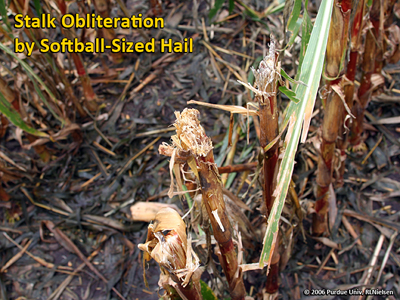 stalk obliteration by softball sized hail