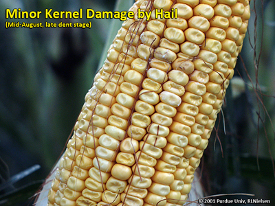 Minor kernel damage by hail