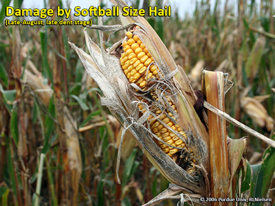 Damage by softball size hail