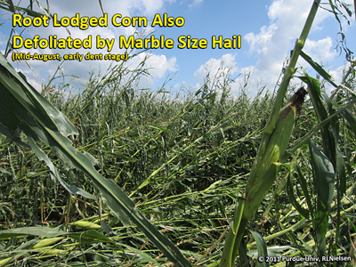 Root lodged corn also defoliated by marble size hail