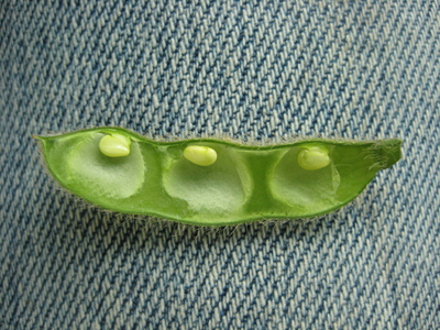 Figure 1. Soybean at R5 (first seed). Seeds are 1/8 inch long in one of the pods at the top 4 nodes.