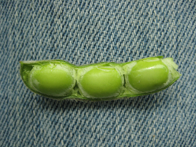 Figure 2. Soybean at R6 (full seed). Seeds filling the pod capacity in one pod at top 4 nodes.