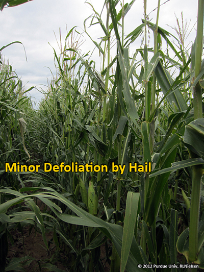 Minor defoliation by hail