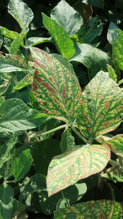 Fig. 1. Foliar symptoms of sudden death syndrome (SDS) on soybean leaves