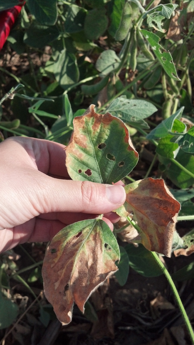 Fig. 2. Drought stressed soybean leaves may have symptoms that resemble SDS