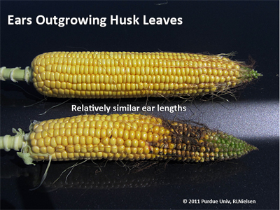 Ears outgrowing husk leaves