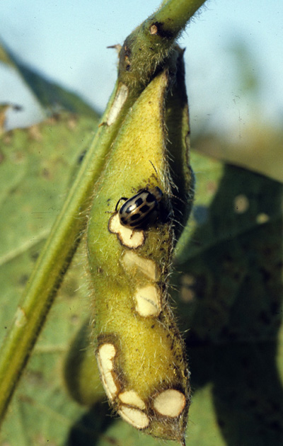 Bean leaf beetle and pod scarring