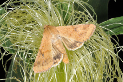 Corn earworm moth on fresh side silks