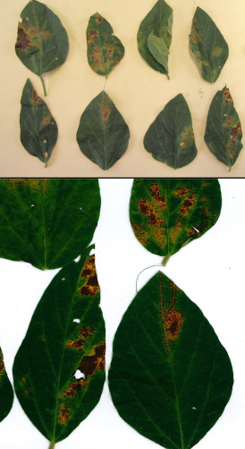 Figure 1. Symptoms of vein necrosis on leaves that tested positive for the presence of a Tospovirus